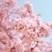 Photo Cherry blossoms