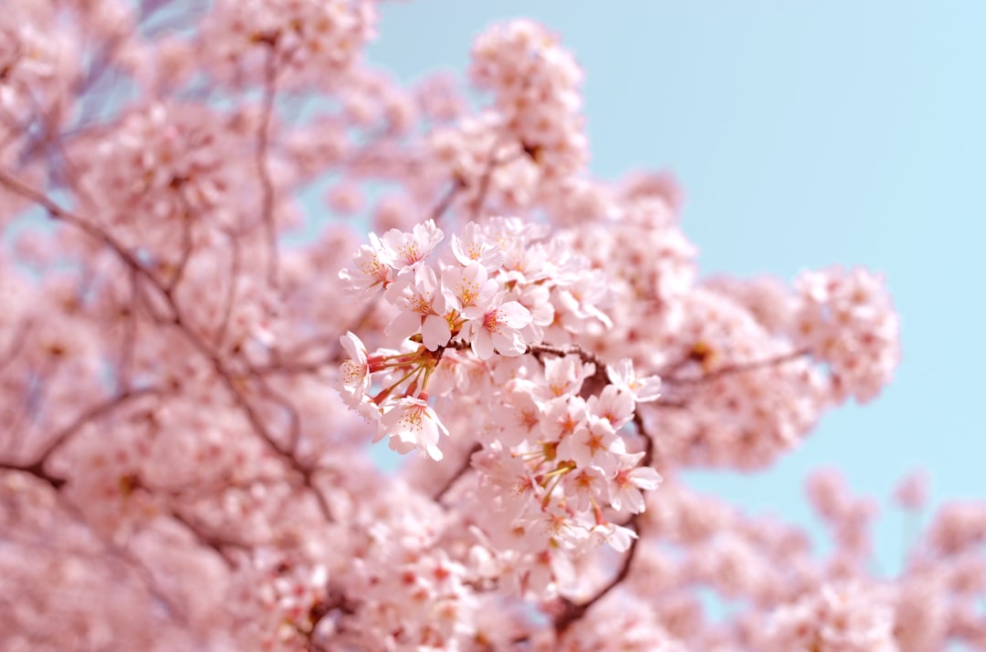 Photo Cherry blossoms