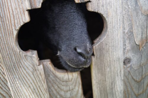 Photo Goats, farm