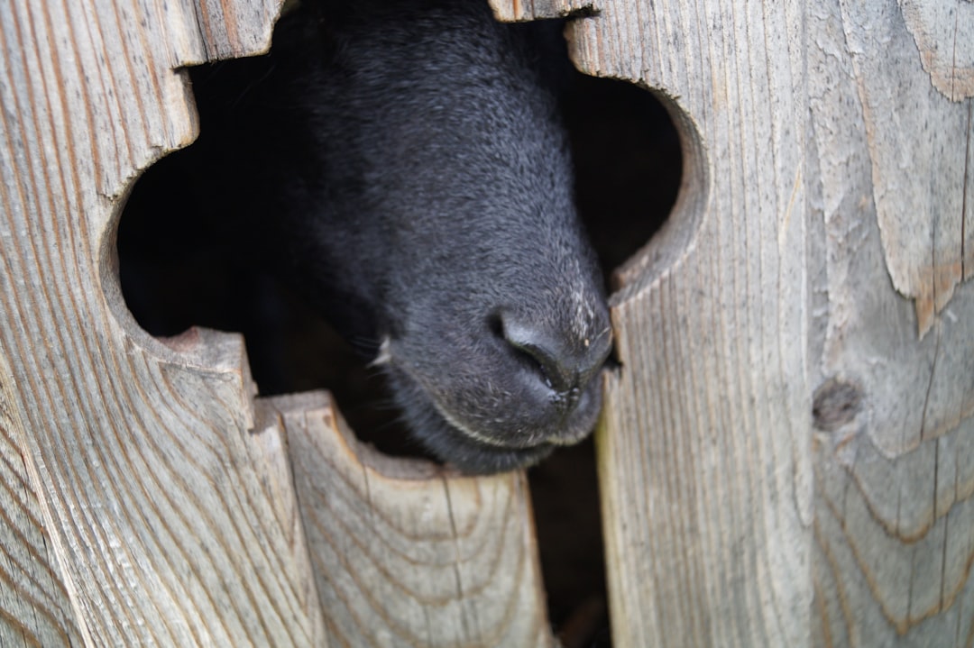 Photo Goats, farm